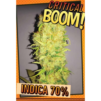 CRITICAL BOOM