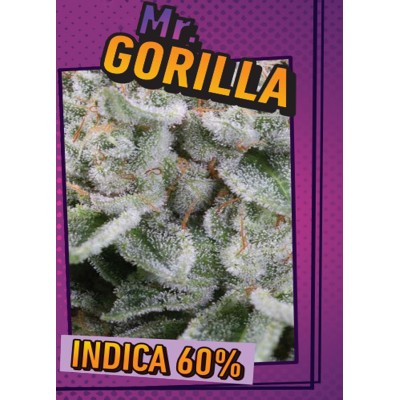 Mr.GORILLA Mr.GORILLA